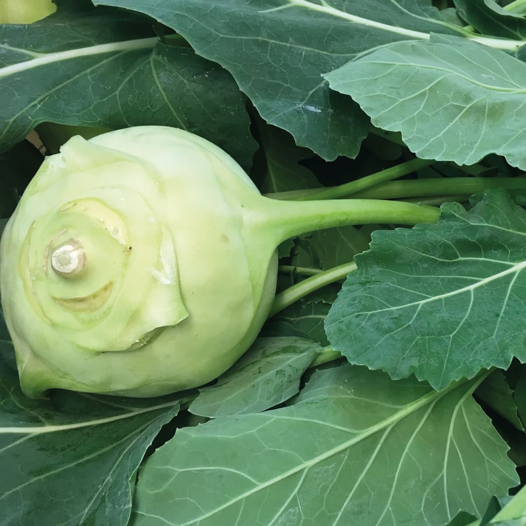Pale green kohlrabi among its large leaves