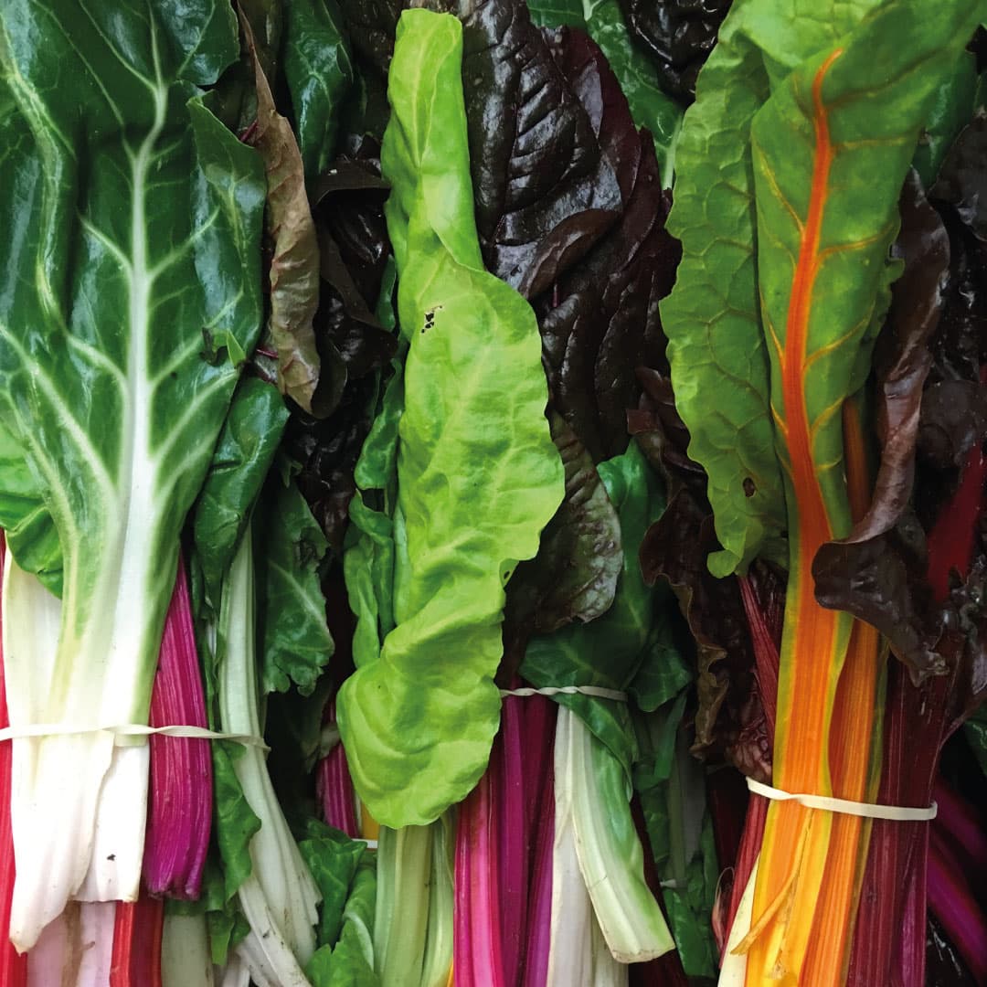Bunches of rainbow chard with white, pink and yellow stems