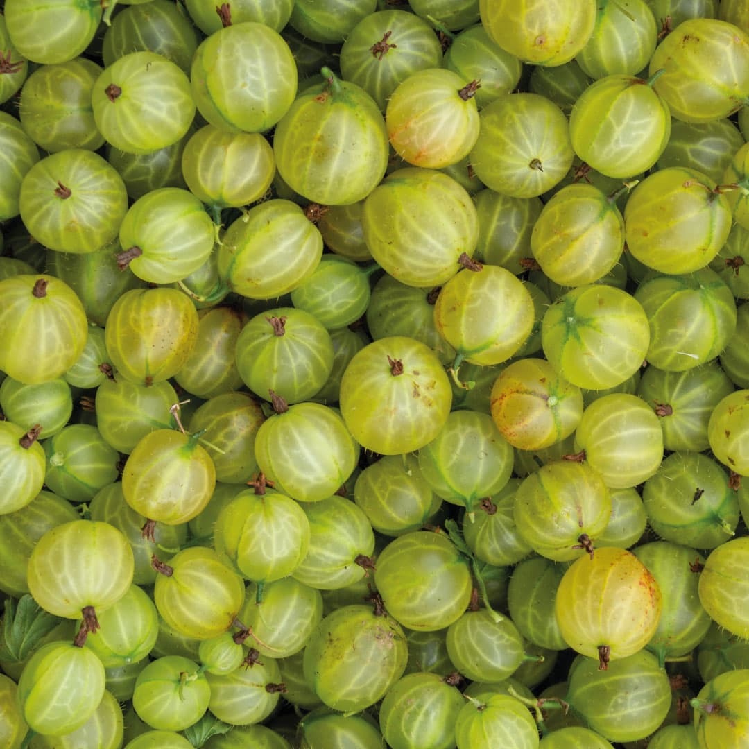 Heap of fresh green gooseberries