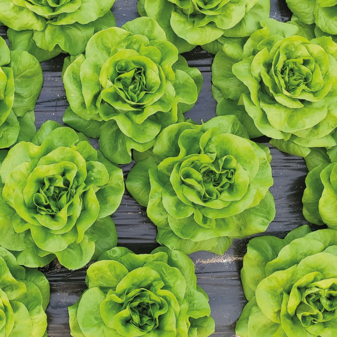 Rows of butterhead lettuces growing in a field