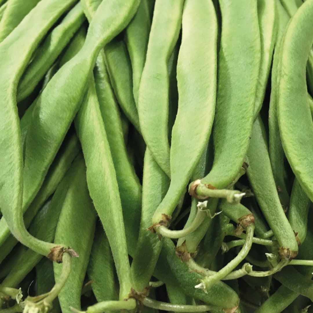 Pile of freshly picked runner beans
