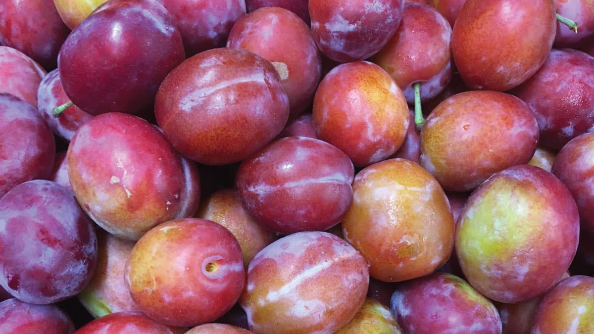 Victoria Plums