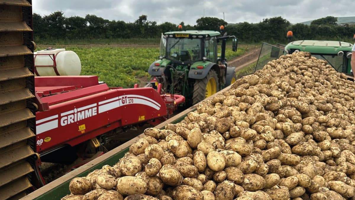 Maris Piper Potatoes