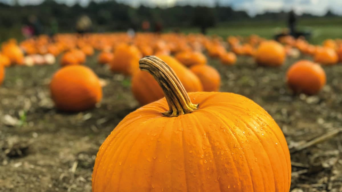 Terawhiti Pumpkin Patch