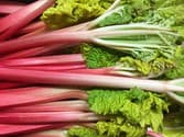 Bunches of pink forced rhubarb with leaves