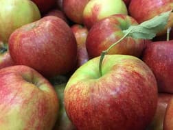 Red and green eating apples, one with stalk and leaf