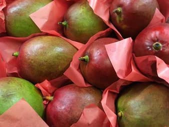 Red and green mangoes wrapped in pink tissue paper