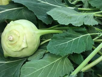Pale green kohlrabi among its large leaves