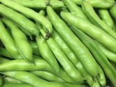 Pile of fresh broad bean pods