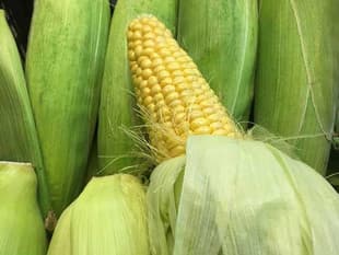 Corn on the cob with husks peeled back