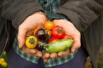 Cupped hands holding freshly picked tomatoes and peppers