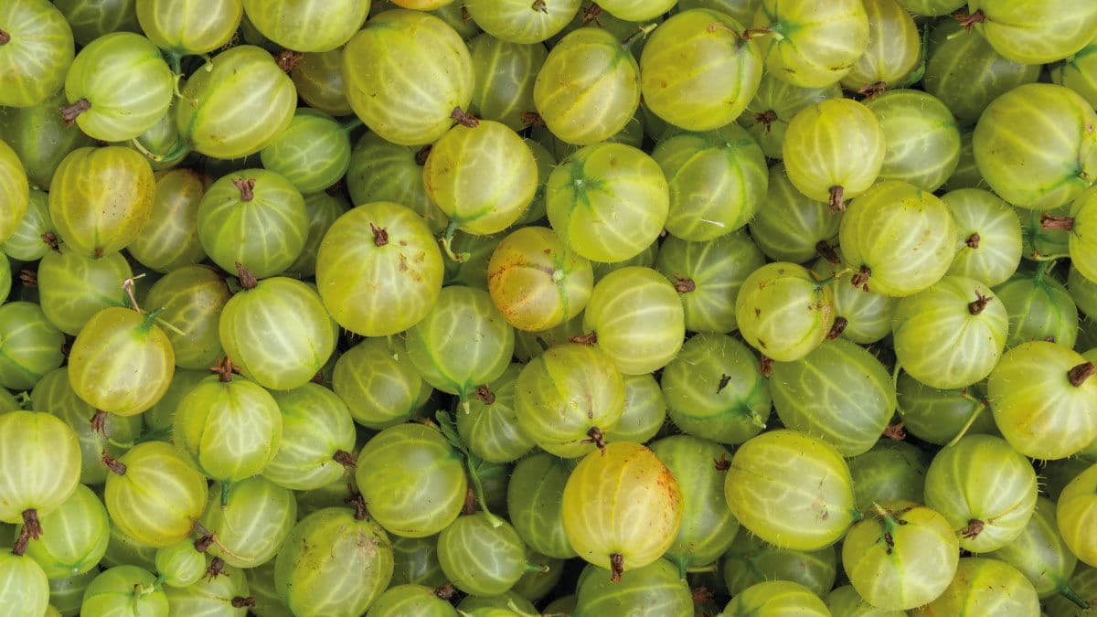 Seasonal Gooseberry