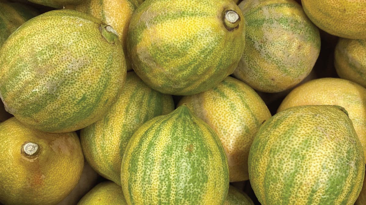 Tiger Lemons