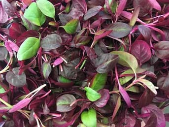 Close-up of red and green amaranth leaves