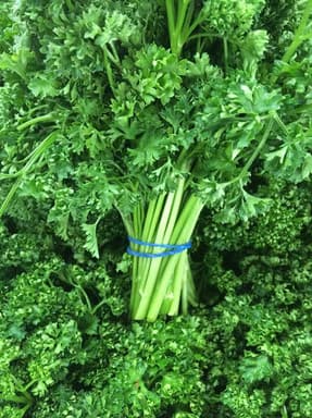 Bunch of curly parsley tied with a blue band