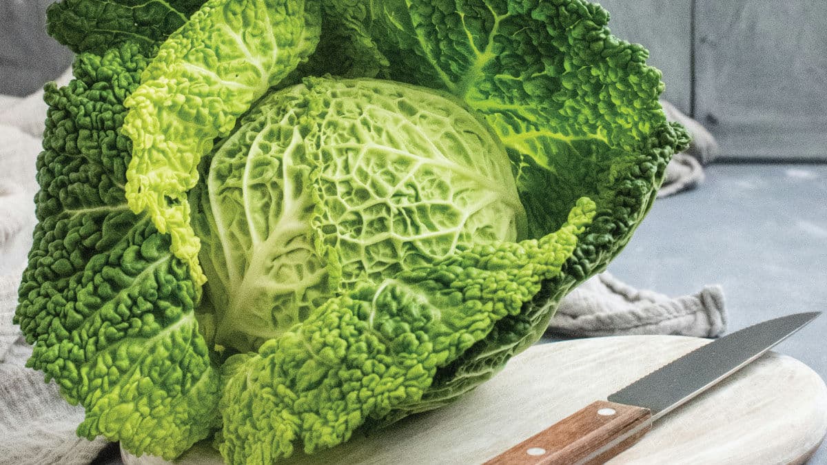 Whole savoy cabbage on a wooden board with a kitchen knife