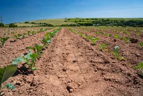 Rows of young crops growing in a field under blue sky