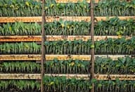 Trays of young vegetable seedlings on racks