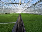 Glasshouse full of young green plants