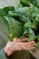 Hands holding freshly harvested spring greens