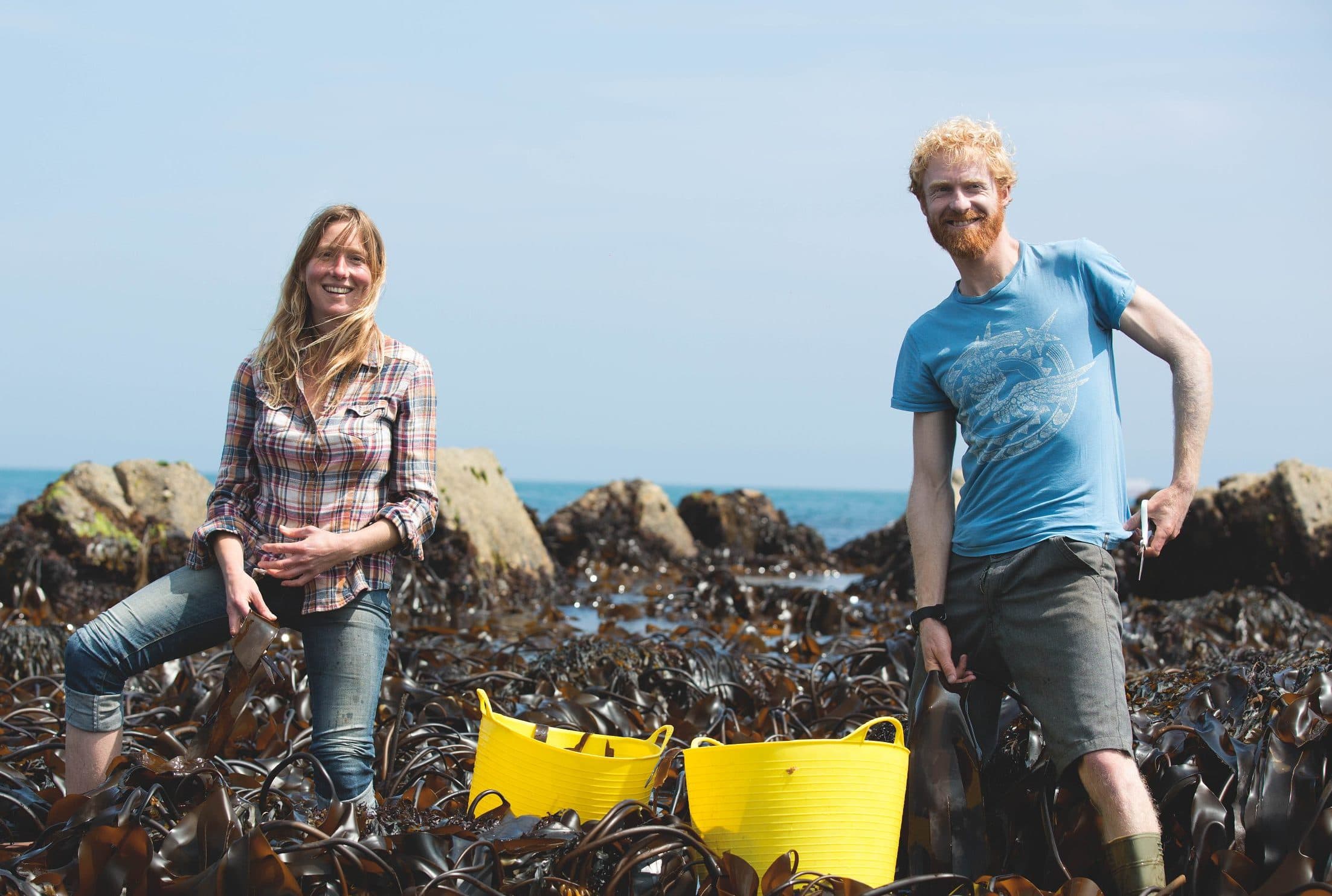 Two seaweed harvesters with yellow tubs on a kelp-covered shore