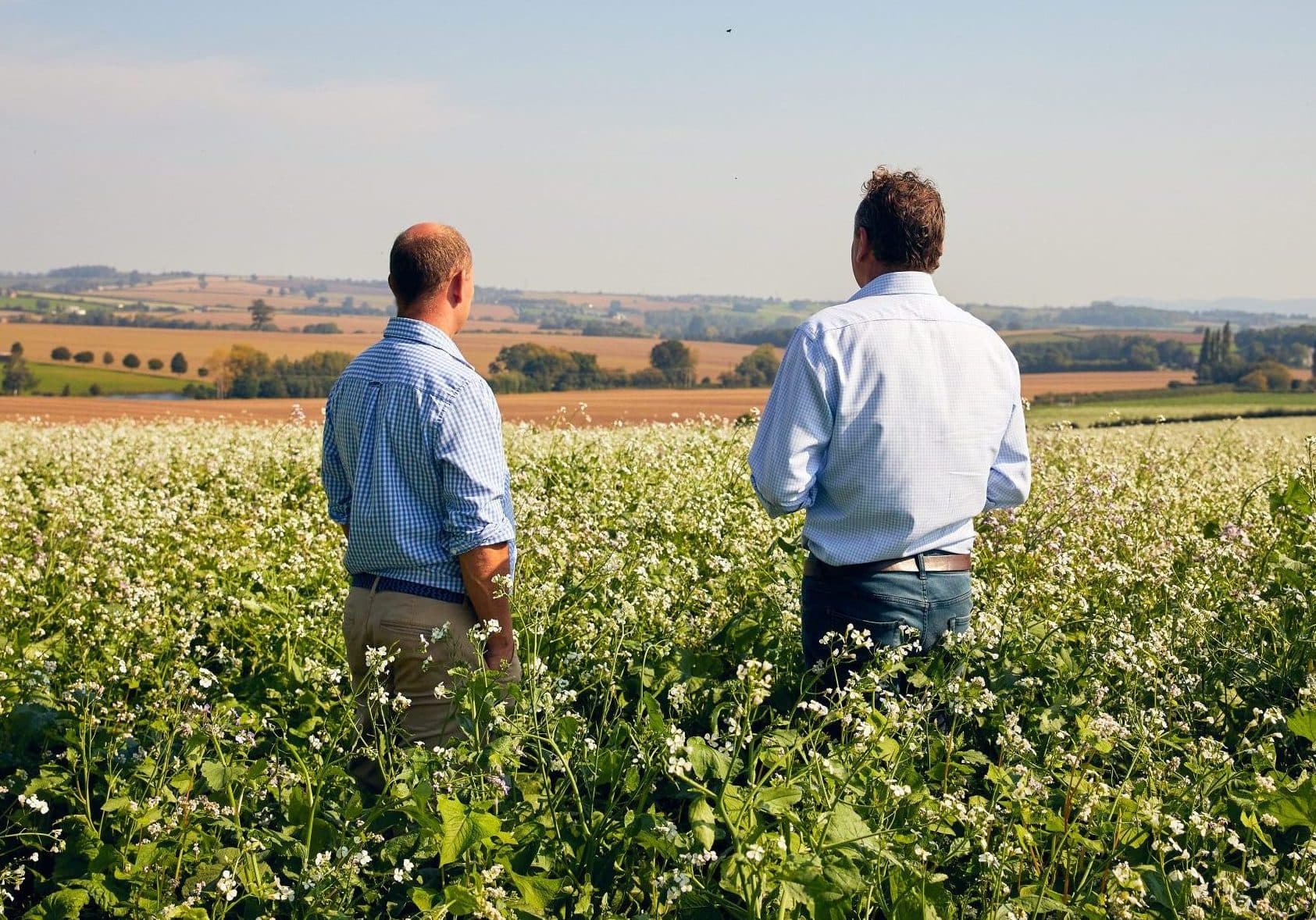 Two men looking out over a flowering crop field in the countryside