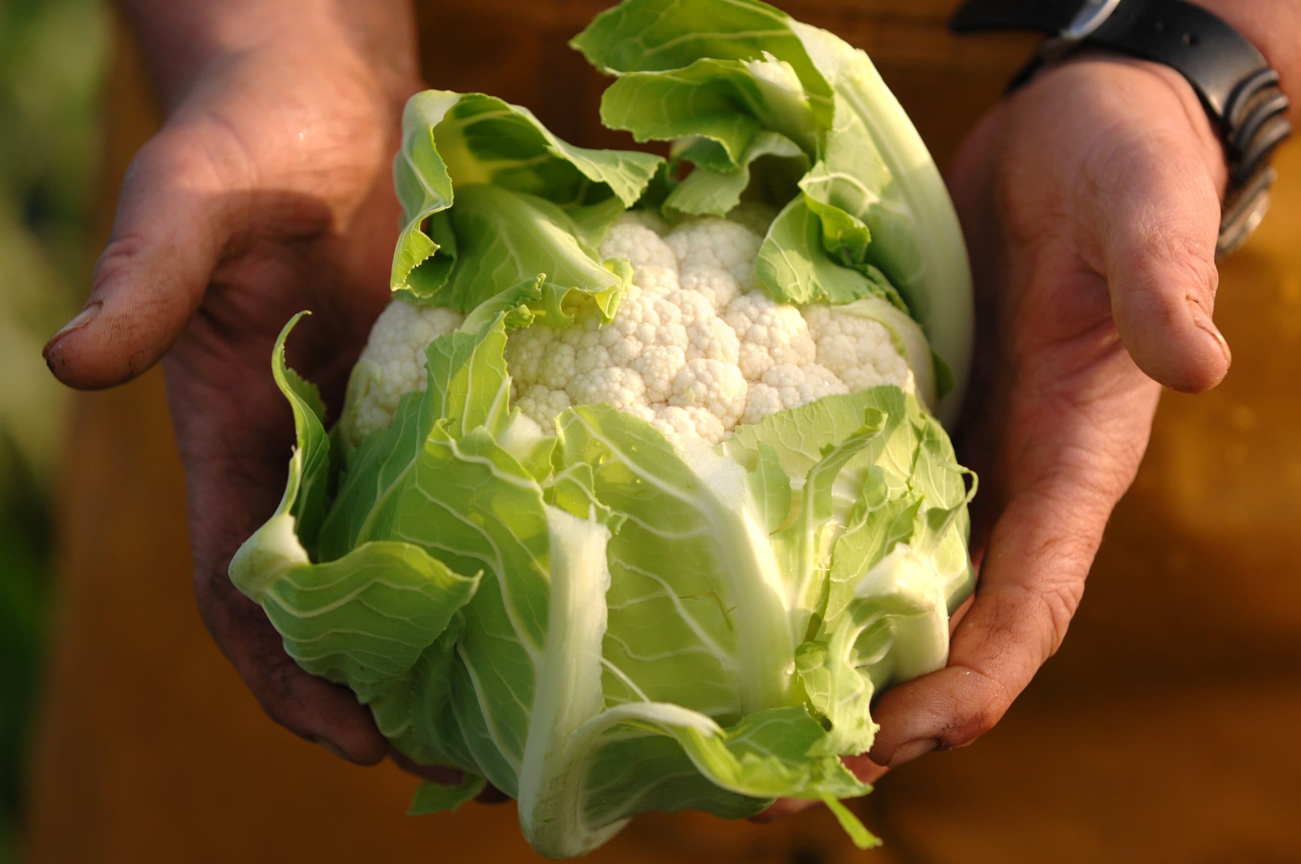 Grower's hands holding a freshly harvested cauliflower
