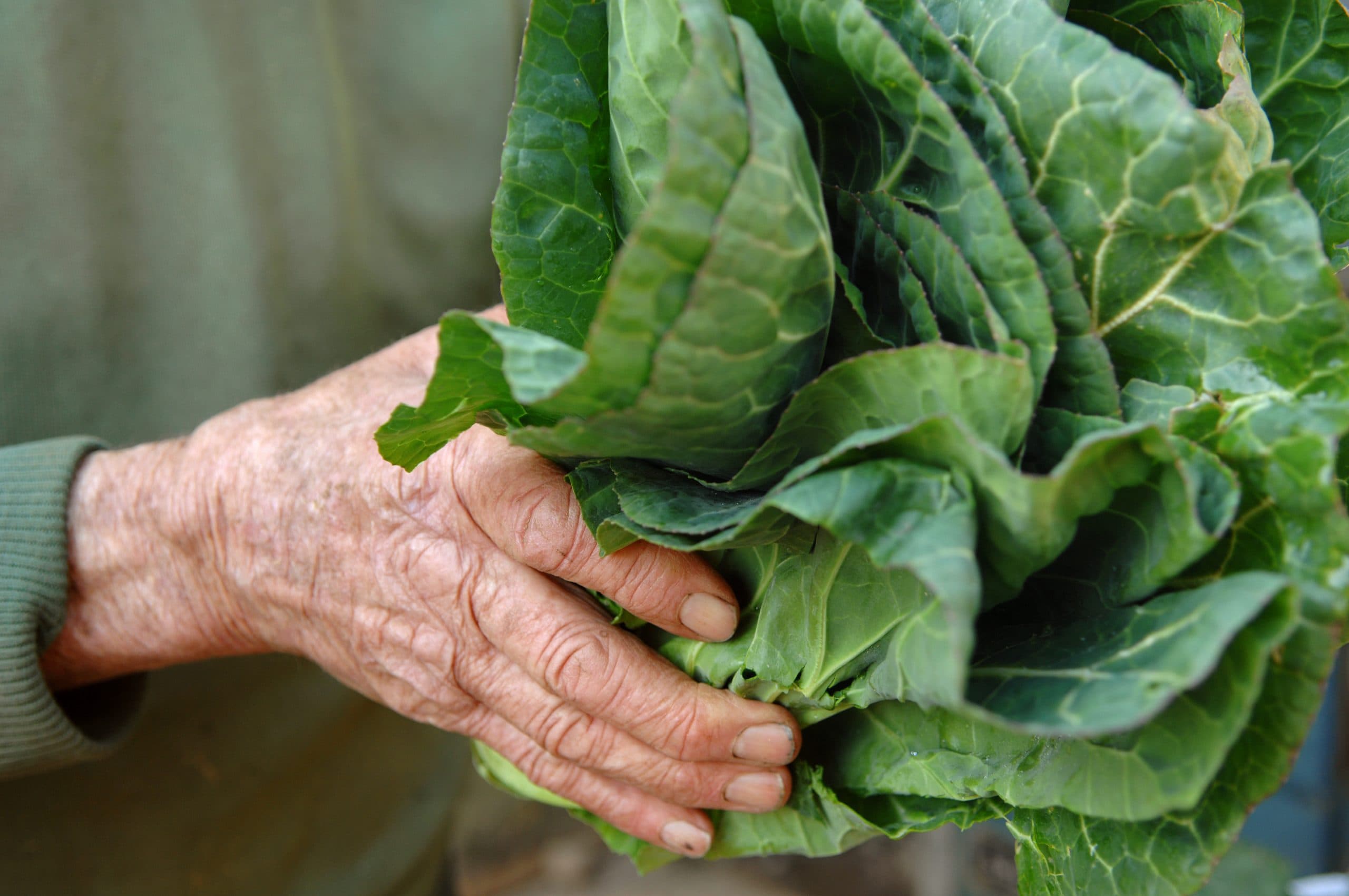 Weathered hand holding a bunch of spring greens