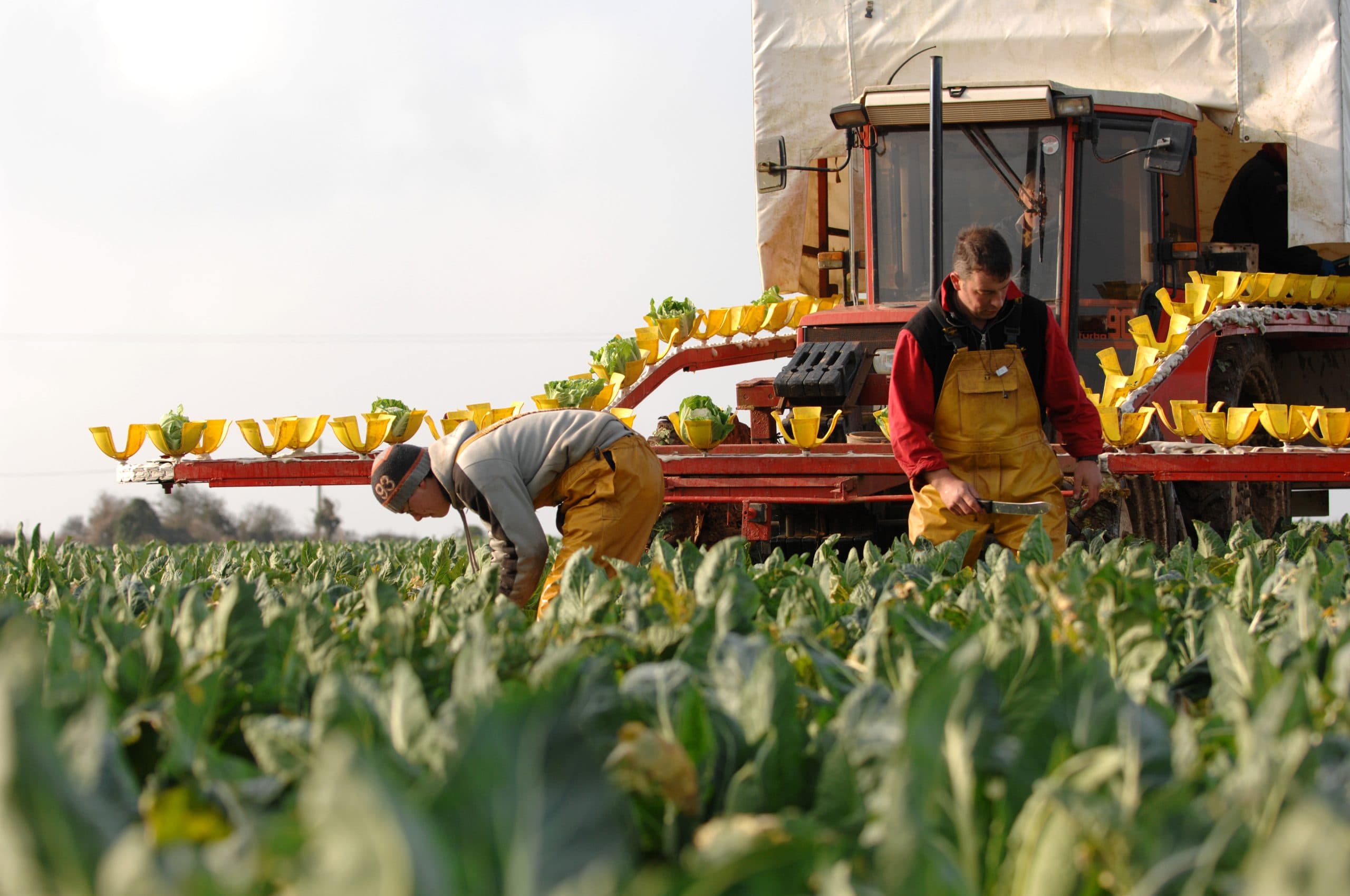 Farm workers harvesting cauliflowers in a field from a tractor rig