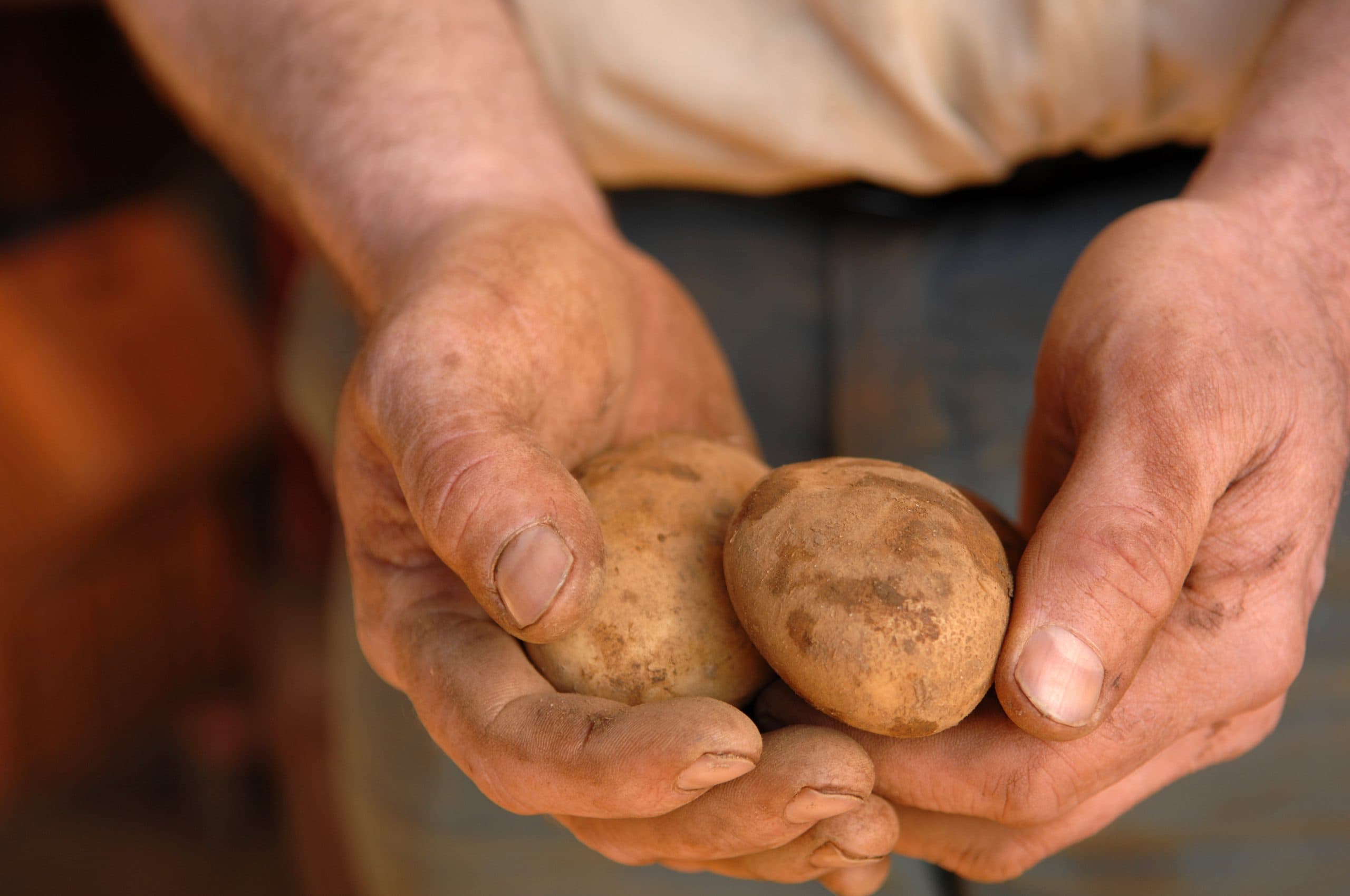 Grower's hands cupping two freshly dug potatoes