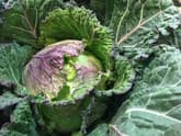 Savoy cabbage with purple-tinged leaves