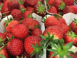 Punnets of fresh strawberries
