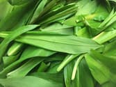 Freshly picked wild garlic leaves