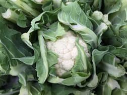 Whole cauliflower surrounded by green leaves