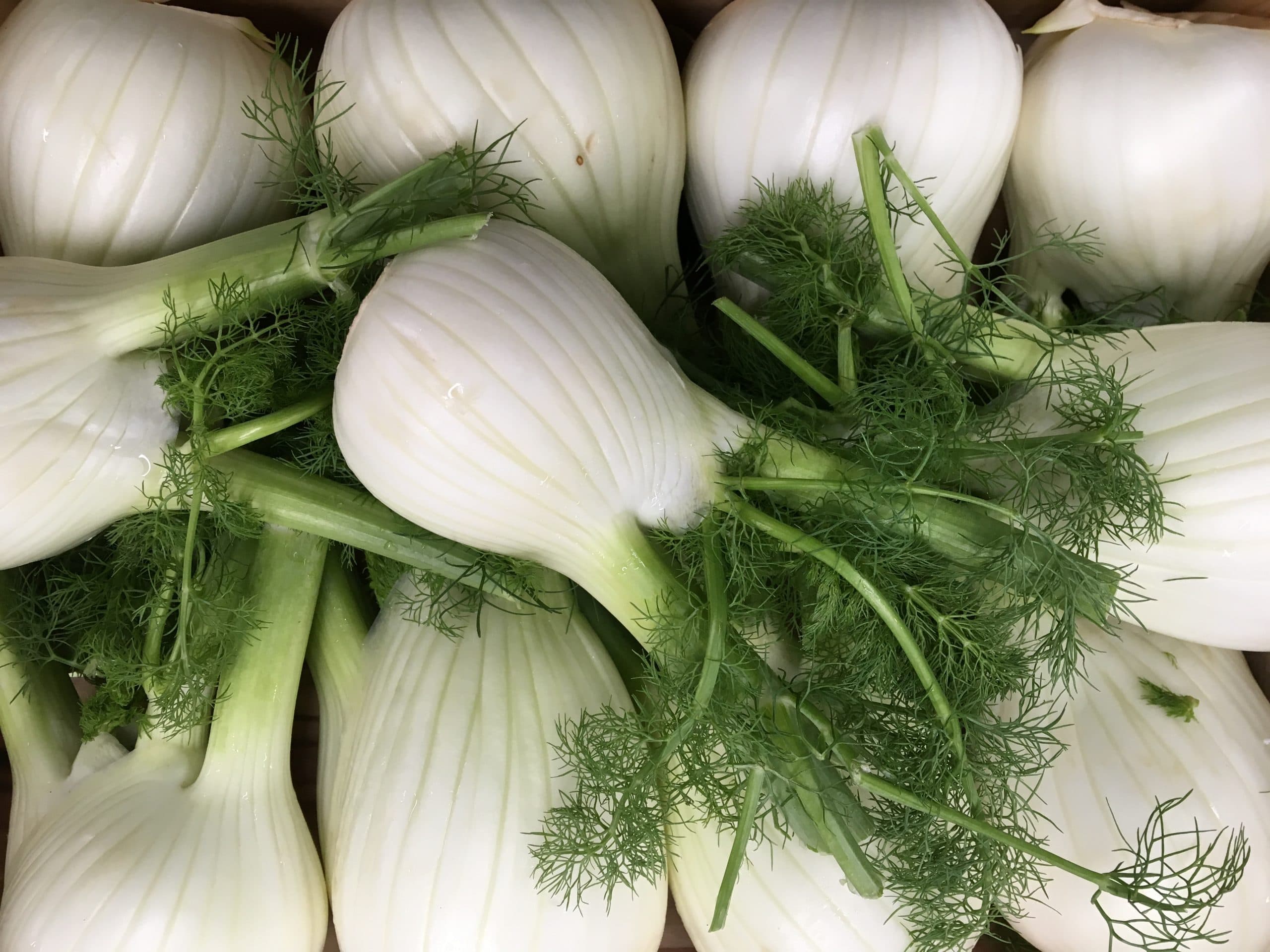 Fresh fennel bulbs with feathery green fronds in a crate
