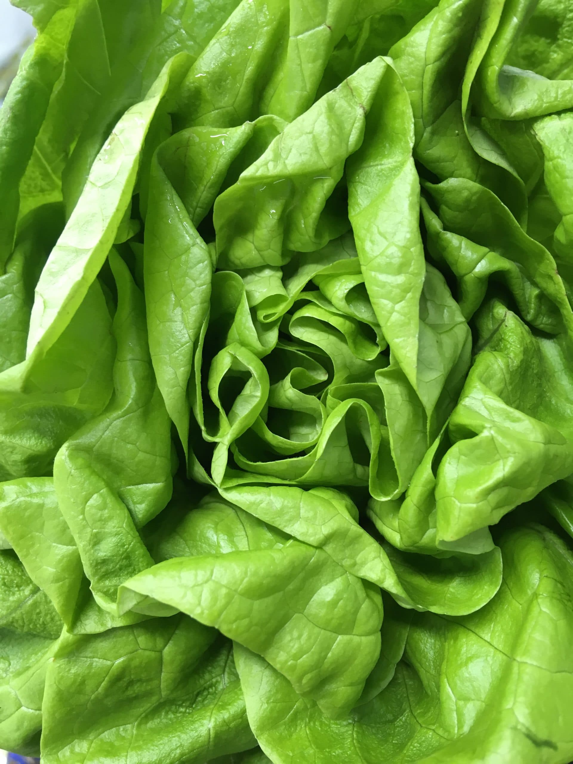 Close-up of a fresh round butterhead lettuce