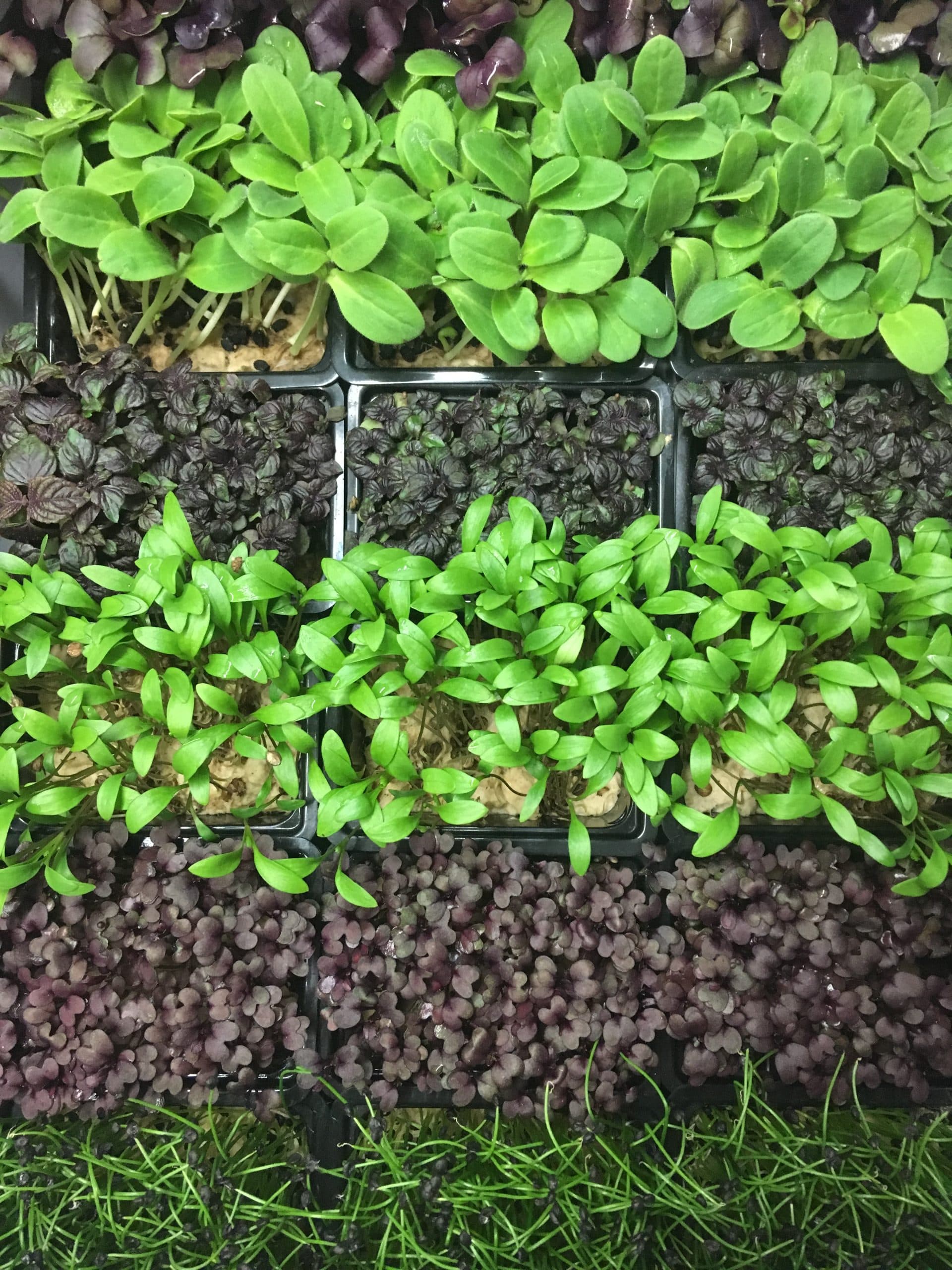 Trays of green and purple microgreens and herb cress