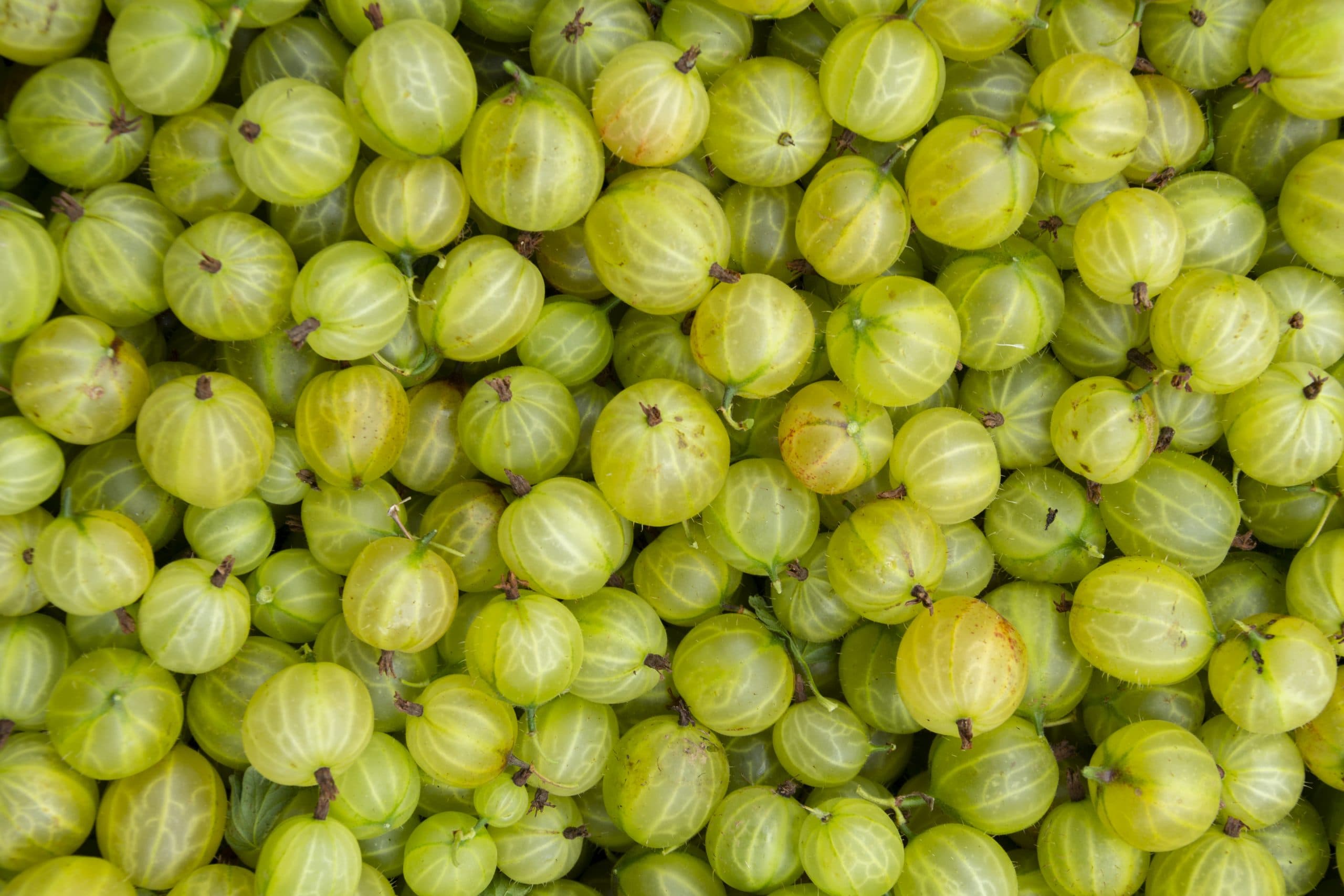 July Produce