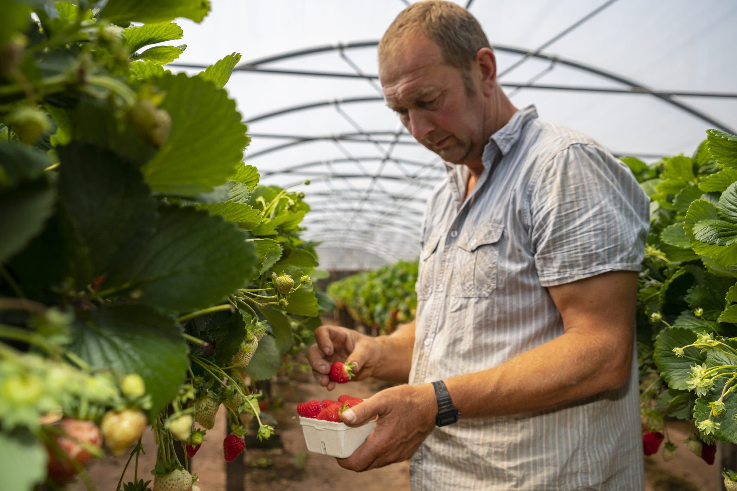 Grower picking ripe strawberries into a punnet in a polytunnel