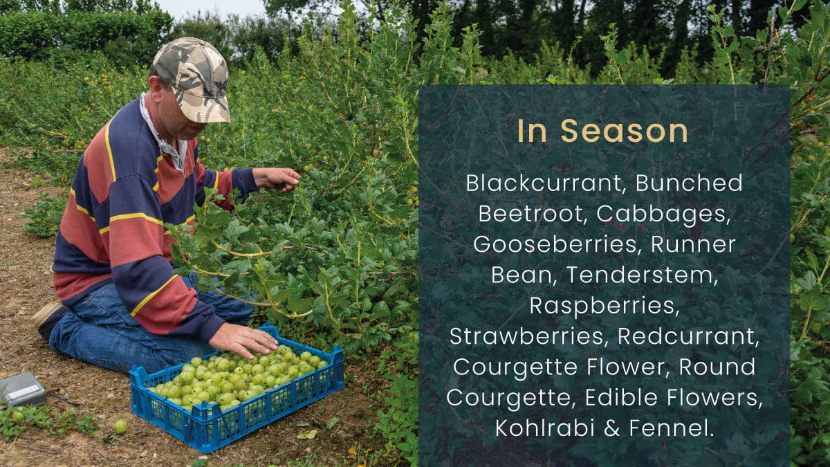 Grower picking gooseberries, with July in-season produce list